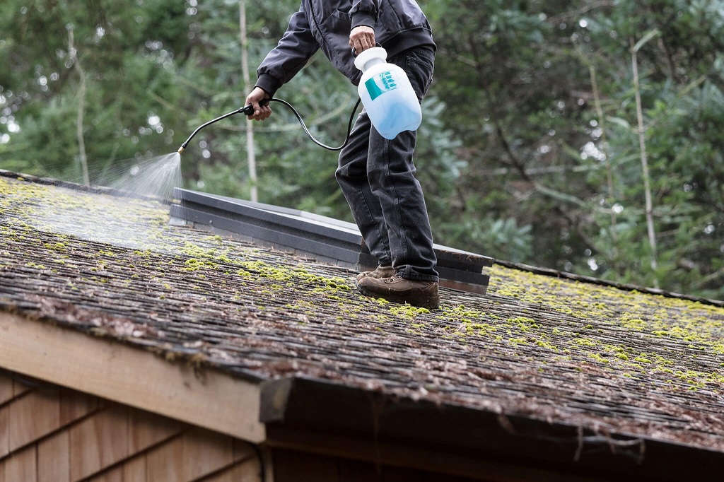 Moss prevention treatment being applied to a roof in the Lower Mainland